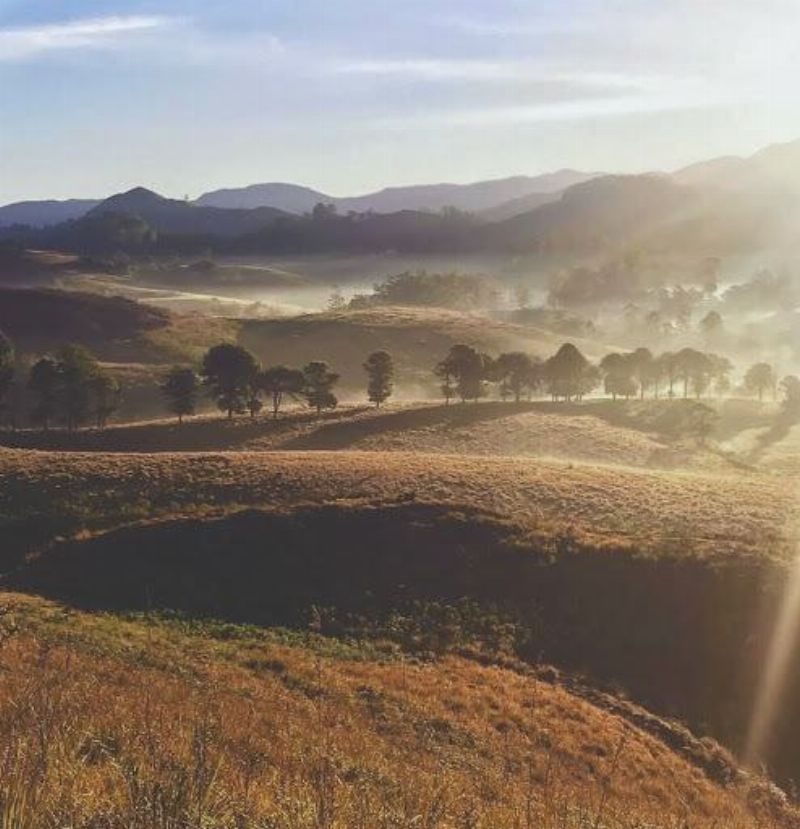 Haritha Kanda (Bo Paththalawa)